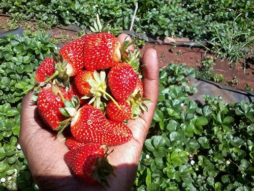 Young entrepreneur focus of the week is 26 year Joy Thuo earning big from strawberry farming