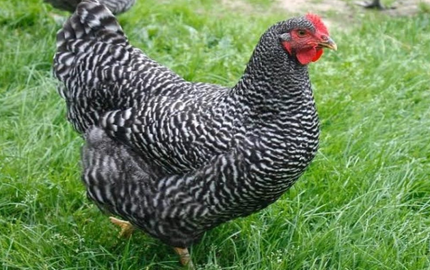 How to start a chicken business in Kenya, poultry farming