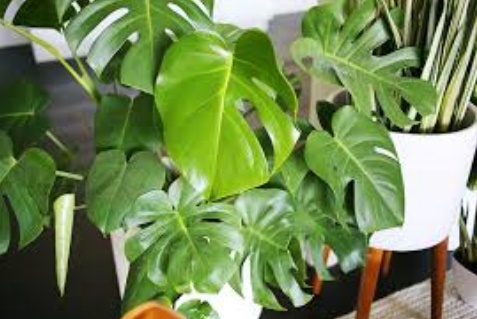Things to Consider When Choosing Indoor Plants