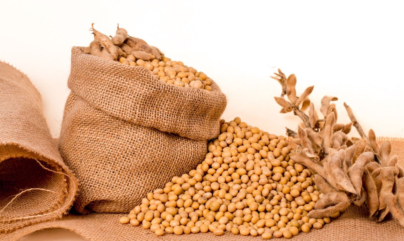 soybeans eating effects on females, males and cancer