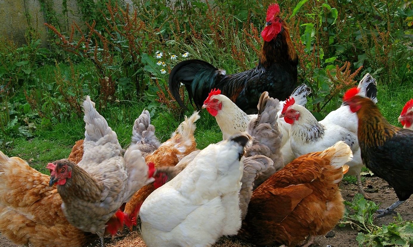 Understanding Chicken Feeding Techniques